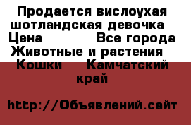 Продается вислоухая шотландская девочка › Цена ­ 8 500 - Все города Животные и растения » Кошки   . Камчатский край